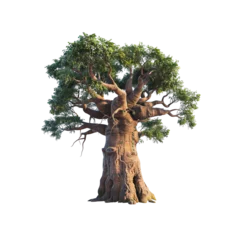 Fototapete Majestic Baobab Tree with Lush Foliage and Intricate Bark © THTA