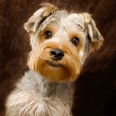 schnauzer yorkshire terrier mix looking cute