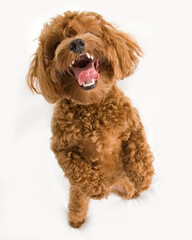 doodle puppy on hind legs with mouth open