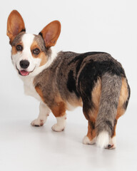 Cardigan Corgi turning around with big ears
