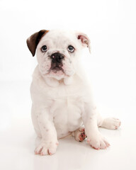 Obraz premium English bulldog puppy sitting in puppy sit