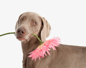 Weimaraner holding flower in mouth