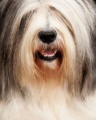 close up of olde english sheepdog face