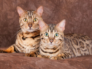 two bengal cats on studio background