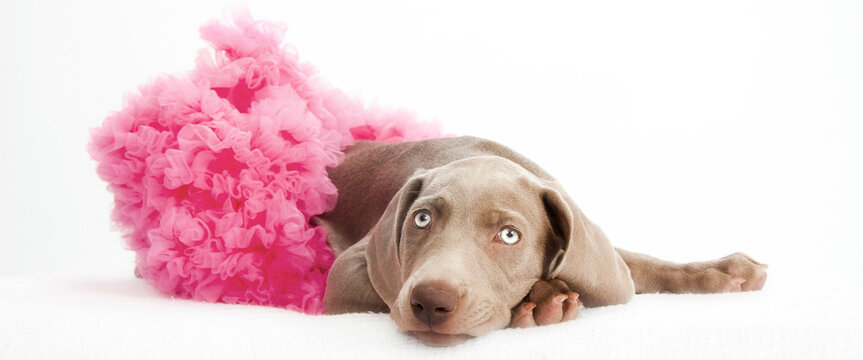 Tired weimaraner puppy in a tutu