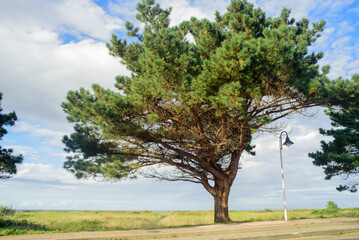 Arbol junto a farola en playa