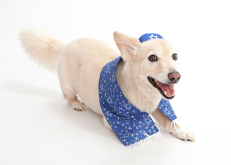 White corgi mix ready for bark mitzvah