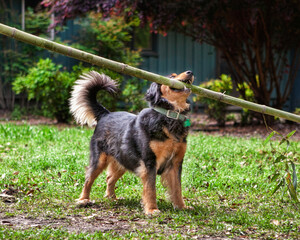Dog holding oversized stick in mouth