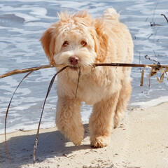 doodle carrying stick on beach