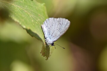 Holly blue butterfly (Celastrina Argiolus 
