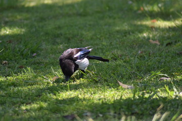 Baby magpie hunting for worms in the grass