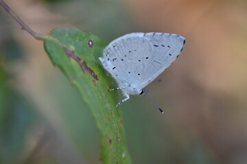 Holly blue butterfly (Celastrina Argiolus 
