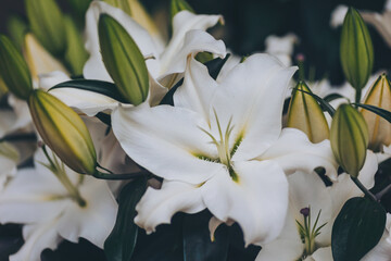Beautiful white lilies, close up. Stamen and pistil of white flower close up. Soft focus white Lily.