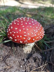 Fly agaric