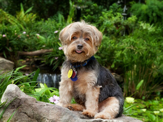 Yorkshire terrier sitting on rock in front of pond