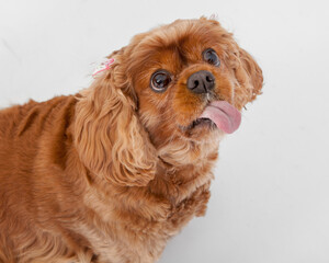 dog sticking tounge out at camera