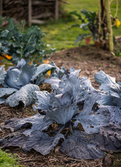 Garten im Herbst, Rotkohl anbauen