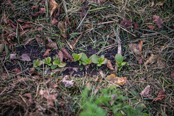 Garten im Herbst, Beet mulchen mit Grasschnitt,