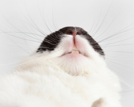 teeth of bunny rabbit