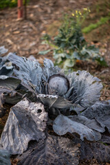 Garten im Herbst, Rotkohl anbauen