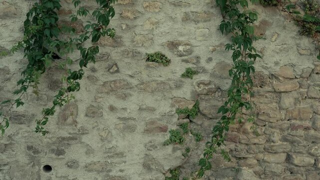 Hanging Vines On Cobblestone Wall In Europe