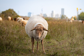 sheep and the city
