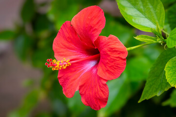 Red Hibiscus Flower facing left