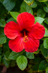Red Hibiscus Flower facing front
