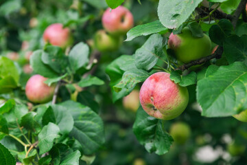 Close-up of a cluster of apples hanging from a tree branch. The apples are a mix of red and green, indicating they're ripening well. The surrounding leaves are vibrant.