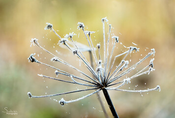 Winter arrives
