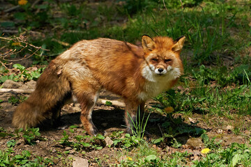 Red fox (Vulpes vulpes)
