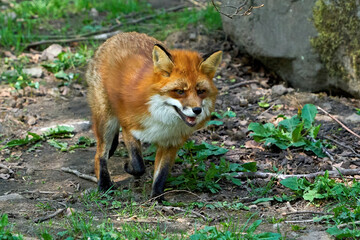 Red fox (Vulpes vulpes)