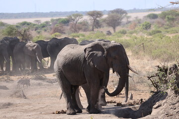 Obraz premium Stunning image of a herd of African elephants walking majestically through the savannah of Tanzania, with the warm light of the sunset highlighting the grandeur of these animals and the vast landscape