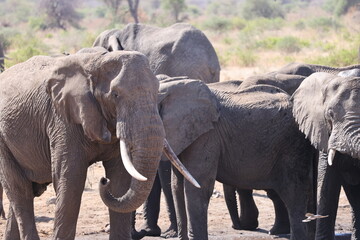 Fototapeta premium Stunning image of a herd of African elephants walking majestically through the savannah of Tanzania, with the warm light of the sunset highlighting the grandeur of these animals and the vast landscape