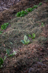 Garten im Herbst, Beet mulchen mit Grasschnitt,