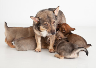 Dog nursing puppies