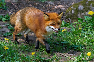 Red fox (Vulpes vulpes)