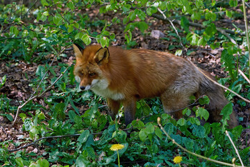 Red fox (Vulpes vulpes)