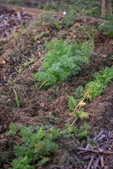Garten im Herbst, Beet mulchen mit Grasschnitt,