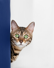 Single cat on isolated high key white background peeking around blue wall