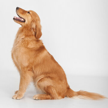 Single golden retriever full body profile