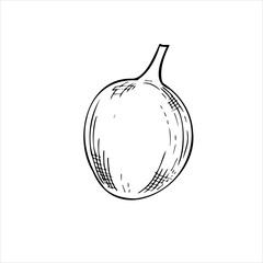 Whole exotic maracuja vector food hand drawn sketch black and white. Tropical unpeeled granadilla fruit engraved illustration. Food edible ingredient for recipes, menu, label, package.