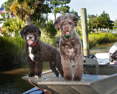Portuguese Water Dogs standing on boat in river