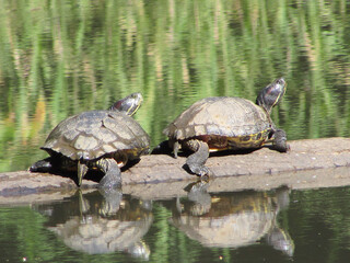 Obraz premium Two turtles on top of a fallen tree trunk in a pond