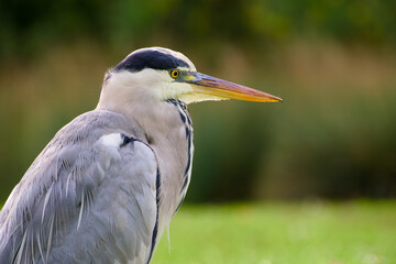 grey heron close-up portrait on the blurred background