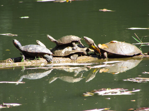 A family of turtles on top of a fallen tree trunk in a pond