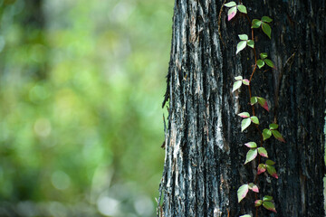 Vine on a Tree Trunk
