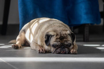 Relaxed pug lounging in sunlit room beneath a blue curtain on a lazy afternoon
