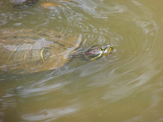A small turtle with its head out of the water in a pond