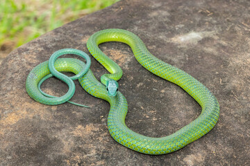 Naklejka premium A beautiful Western Natal Green Snake (Philothamnus occidentalis) on a large rock in the wild